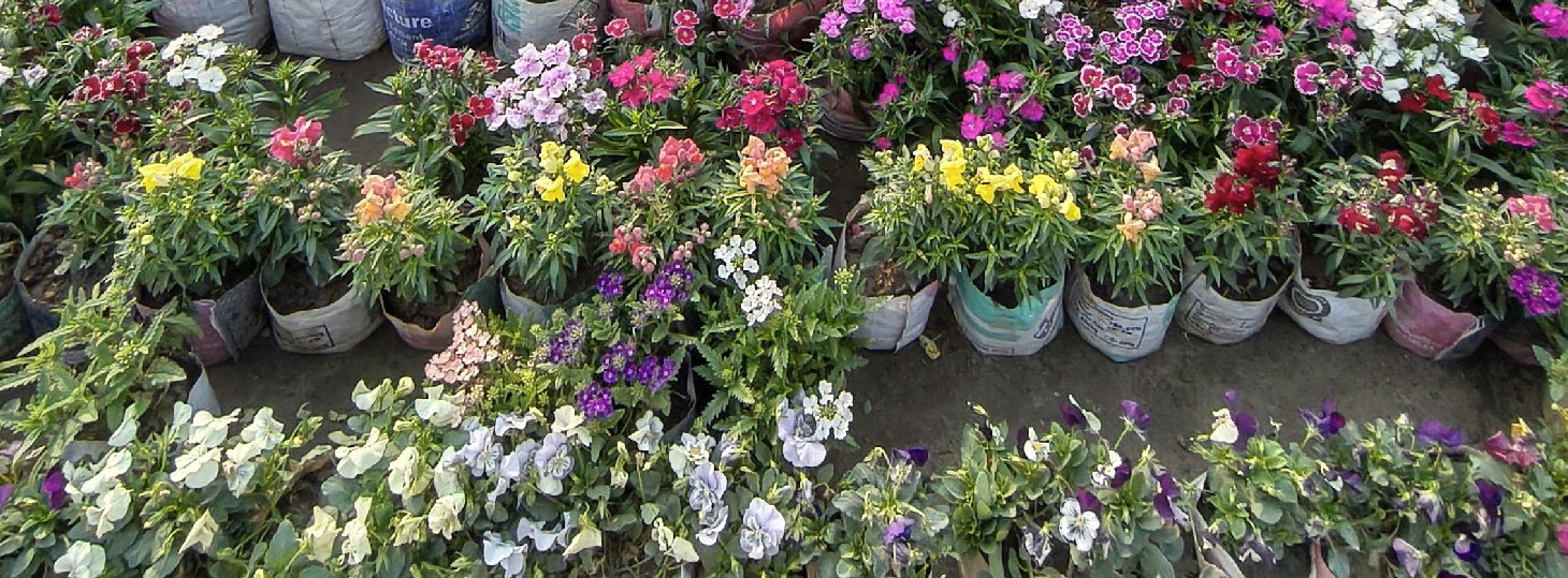 Nohakhali Nursery 