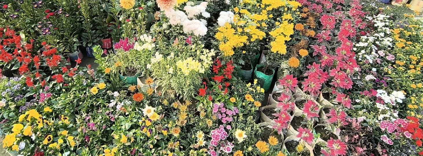 Ararat Garden